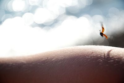 Close-up of ladybug flying on hand