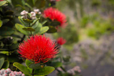 Close-up of red flowers blooming outdoors
