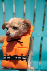 Close-up of a dog looking away