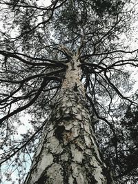 Low angle view of trees