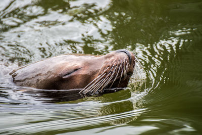 Close-up of otter swimming in lake