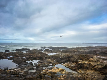 Birds flying over sea