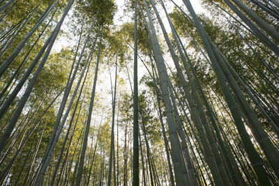 Low angle view of bamboo trees in forest