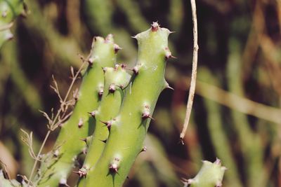 Close-up of succulent plant