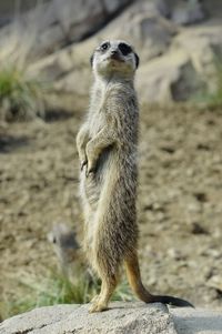 View of an animal on rock