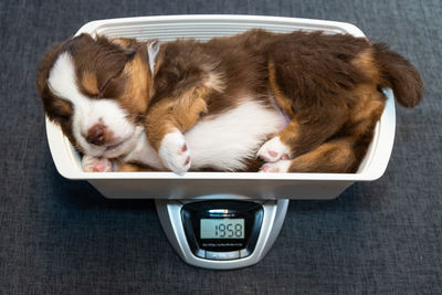 High angle view of dog sleeping