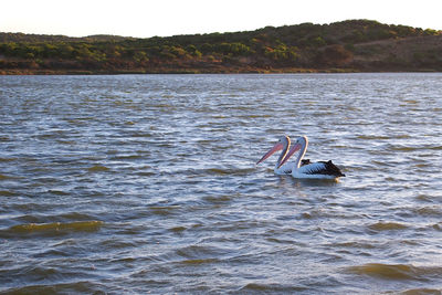 View of swan swimming in lake