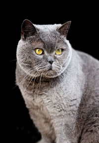 Close-up portrait of tabby cat against black background