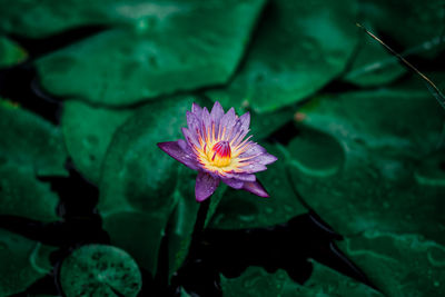 Close-up of purple water lily blooming outdoors