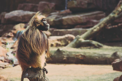 Rear view of a monkey looking away