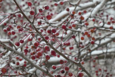 Close-up of berries on tree