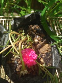 Close-up of pink flower pot