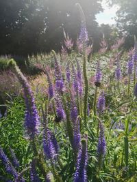 Close-up of purple flowering plants in garden