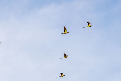 Low angle view of birds flying in the sky