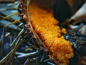 Close-up of orange flower