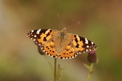 Close-up of butterfly pollinating flower