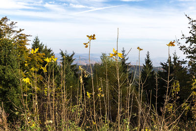 Plants and trees on field against sky