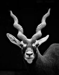 Portrait of deer against black background