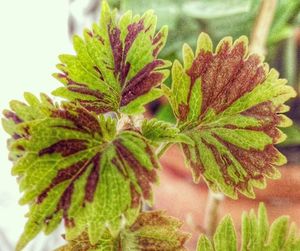 Close-up of green leaves