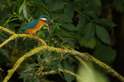 Close-up of bird perching on leaf