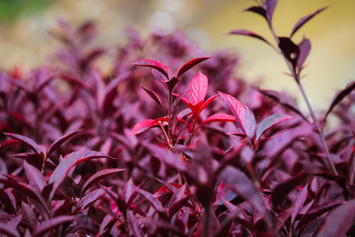 Close-up of pink flowering plants