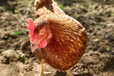 Free-grazing domestic hen on a traditional free range poultry organic farm.