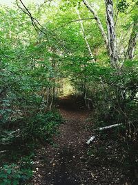 Trees in forest