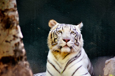 Portrait of tiger sitting outdoors