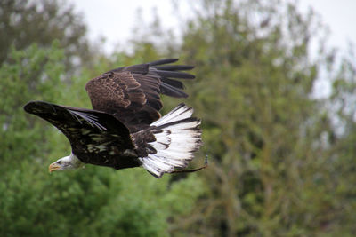 Close-up of vulture flying