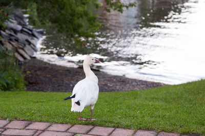 View of bird on lakeshore