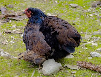 Close-up of a bird on field