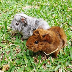 Baby guinea pigs enjoy the grass
