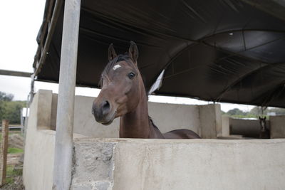Portrait of an animal in pen