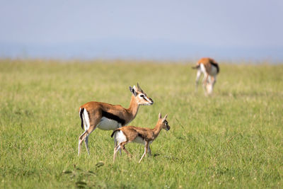 Side view of deer on field
