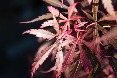 Close-up of red flowering plant