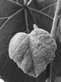 Close-up of heart shape hanging on tree