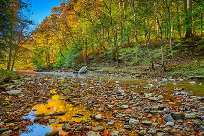 Autumn leaves on plant in forest