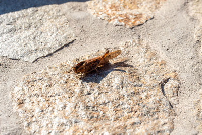 High angle view of insect on rock