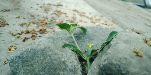 High angle view of leaves on ground