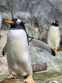 Penguin swimming in lake