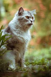 Close-up of cat on grass