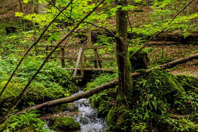 Stream amidst trees in forest