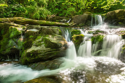 Scenic view of waterfall in forest