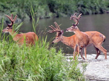 Deer in a field