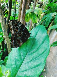 Close-up of butterfly on leaves