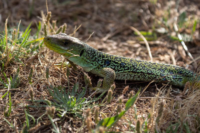 Close-up of a lizard