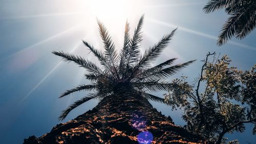 Low angle view of palm tree against sky