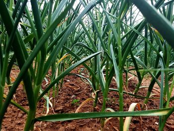 Close-up of bamboo plants on field