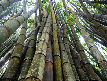 Low angle view of bamboo trees in forest