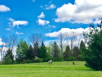 Scenic view of trees on field against sky